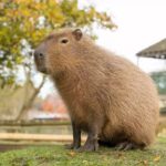 Capybara