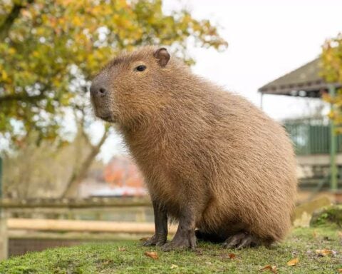 Capybara