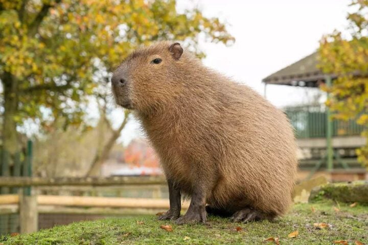 Capybara