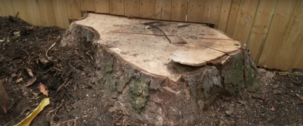 Mammoth Magnolia tree