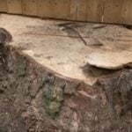 Mammoth Magnolia tree