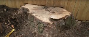 Mammoth Magnolia tree