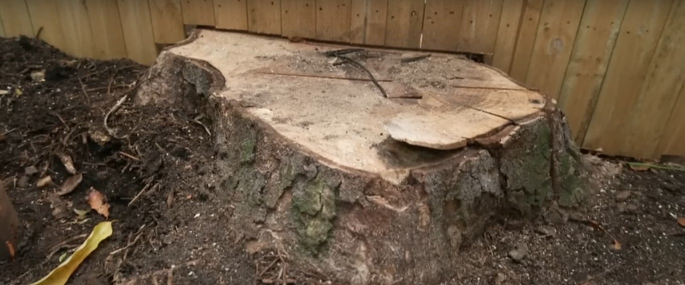 Mammoth Magnolia tree