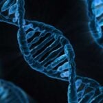 Representative image :- DNA double helix- Photo Source:- GetArchive