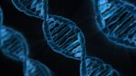 Representative image :- DNA double helix- Photo Source:- GetArchive