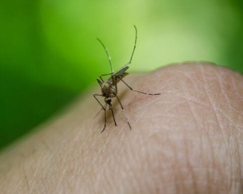 In Dengue Fever. Photo Source- Rawpixerl (CC0 1.0 Universal)