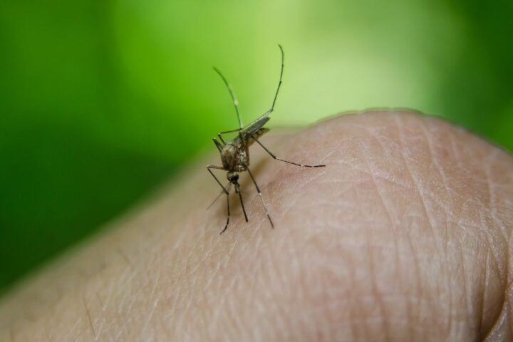 In Dengue Fever. Photo Source- Rawpixerl (CC0 1.0 Universal)