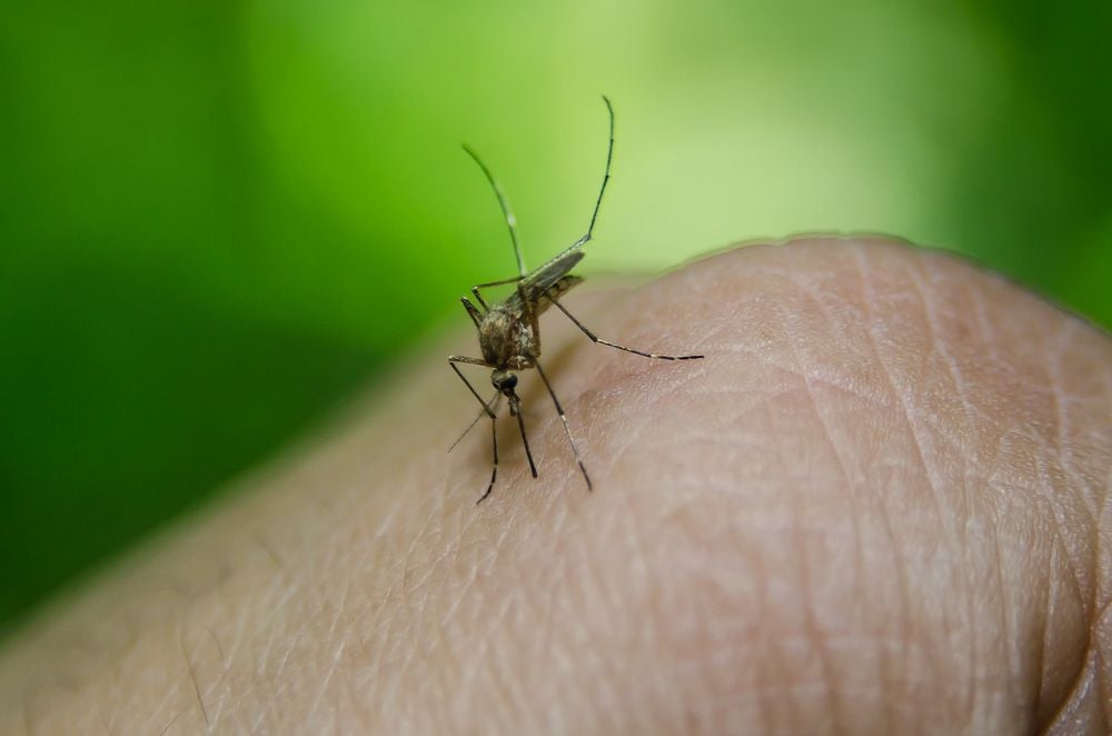 In Dengue Fever. Photo Source- Rawpixerl (CC0 1.0 Universal)