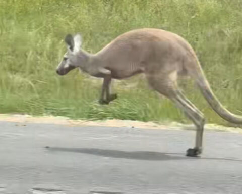 Kangaroo