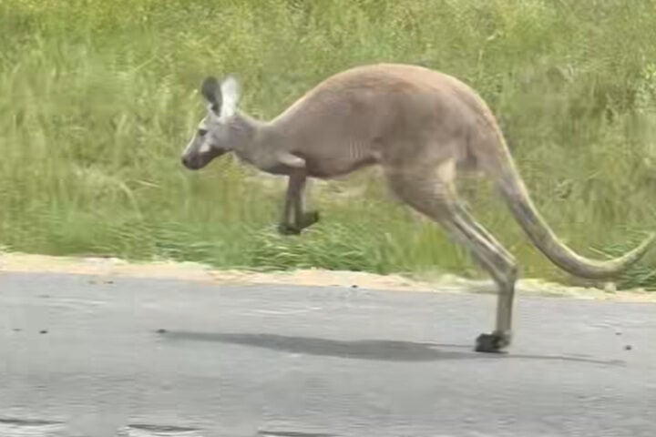 Kangaroo
