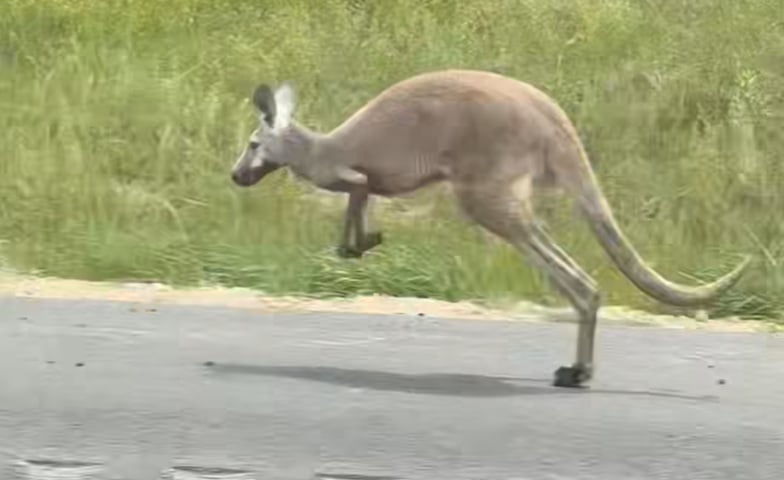 Kangaroo
