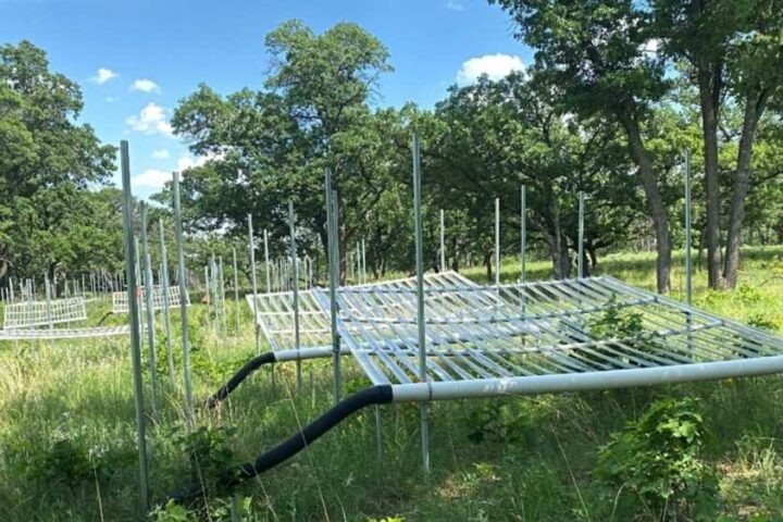 Fertilizer helps grasslands grow strong, Photo Source: Binghamton University