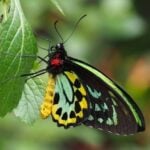 Birdwing Butterfly. Photo Source: US Fish & Wildlife Services