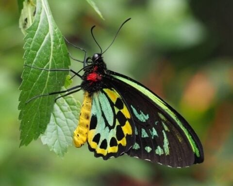 Birdwing Butterfly. Photo Source: US Fish & Wildlife Services