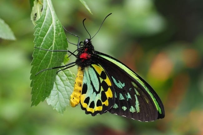 Birdwing Butterfly. Photo Source: US Fish & Wildlife Services