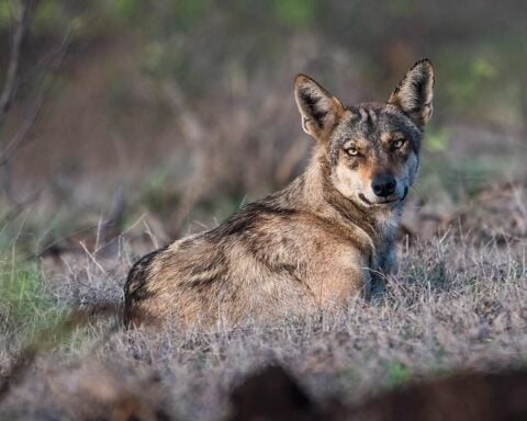 Indian Grey Wolf. Photo Source: Shiv's fotografia (CC BY-SA 4.0)