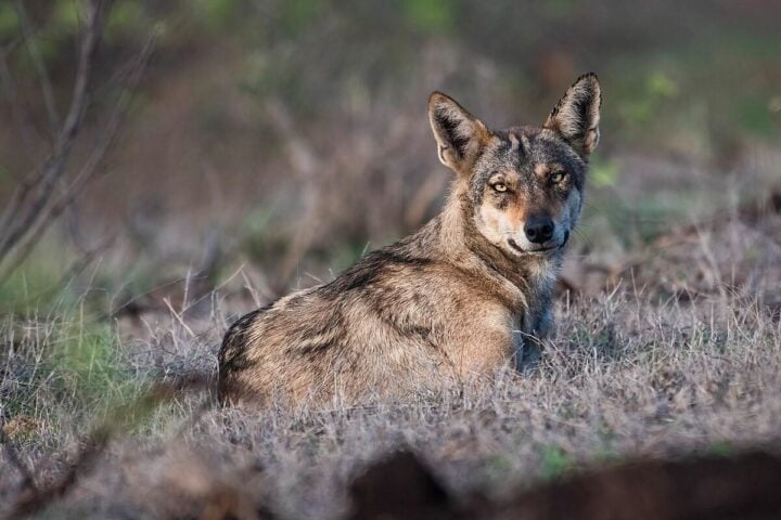 Indian Grey Wolf. Photo Source: Shiv's fotografia (CC BY-SA 4.0)