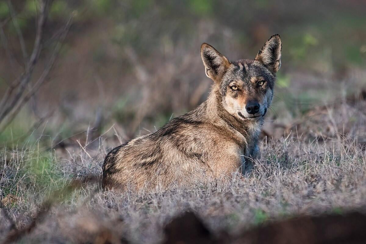 Indian Grey Wolf. Photo Source: Shiv's fotografia (CC BY-SA 4.0)