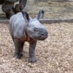 Safe arrival of a rare Indian rhinoceros calf Photo Source: West Midlands Safari Park