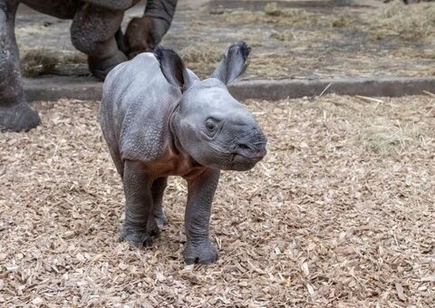 Safe arrival of a rare Indian rhinoceros calf Photo Source: West Midlands Safari Park