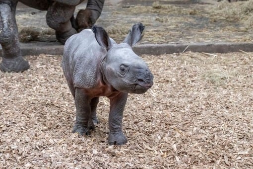 Safe arrival of a rare Indian rhinoceros calf Photo Source: West Midlands Safari Park