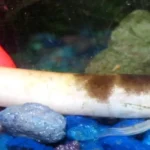 Invasive-Egg-Carrying-Pond-Loach