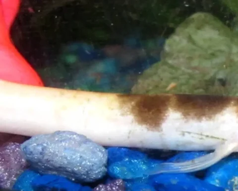 Invasive-Egg-Carrying-Pond-Loach
