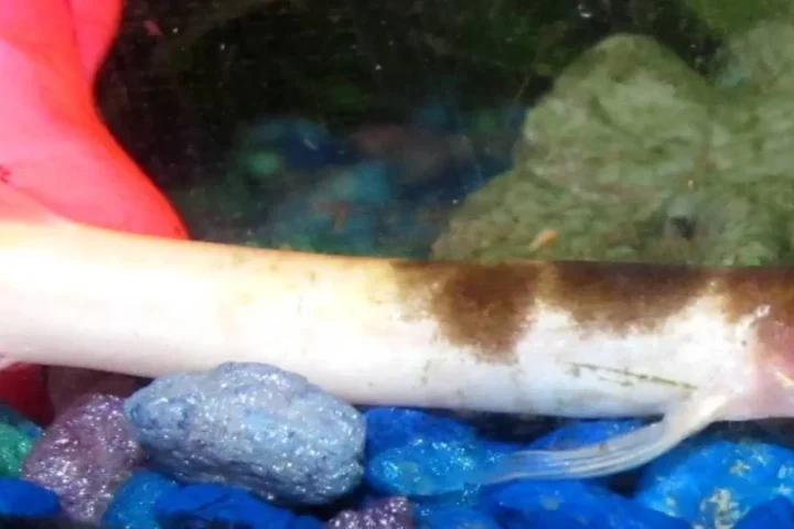 Invasive-Egg-Carrying-Pond-Loach