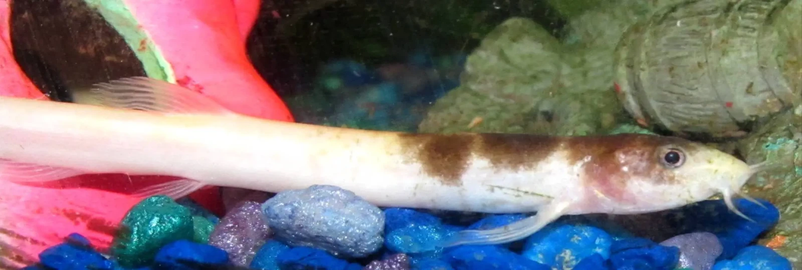 Invasive-Egg-Carrying-Pond-Loach