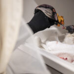Vulture Chick feed by human
