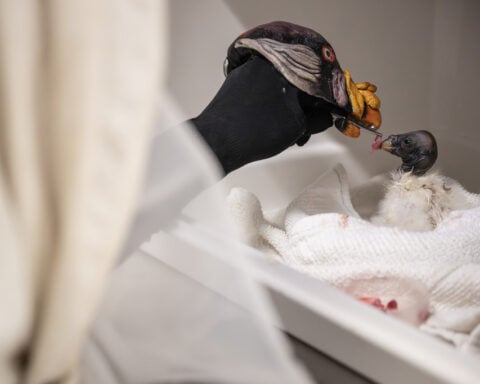 Vulture Chick feed by human