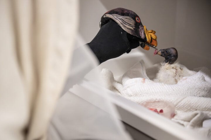 Vulture Chick feed by human