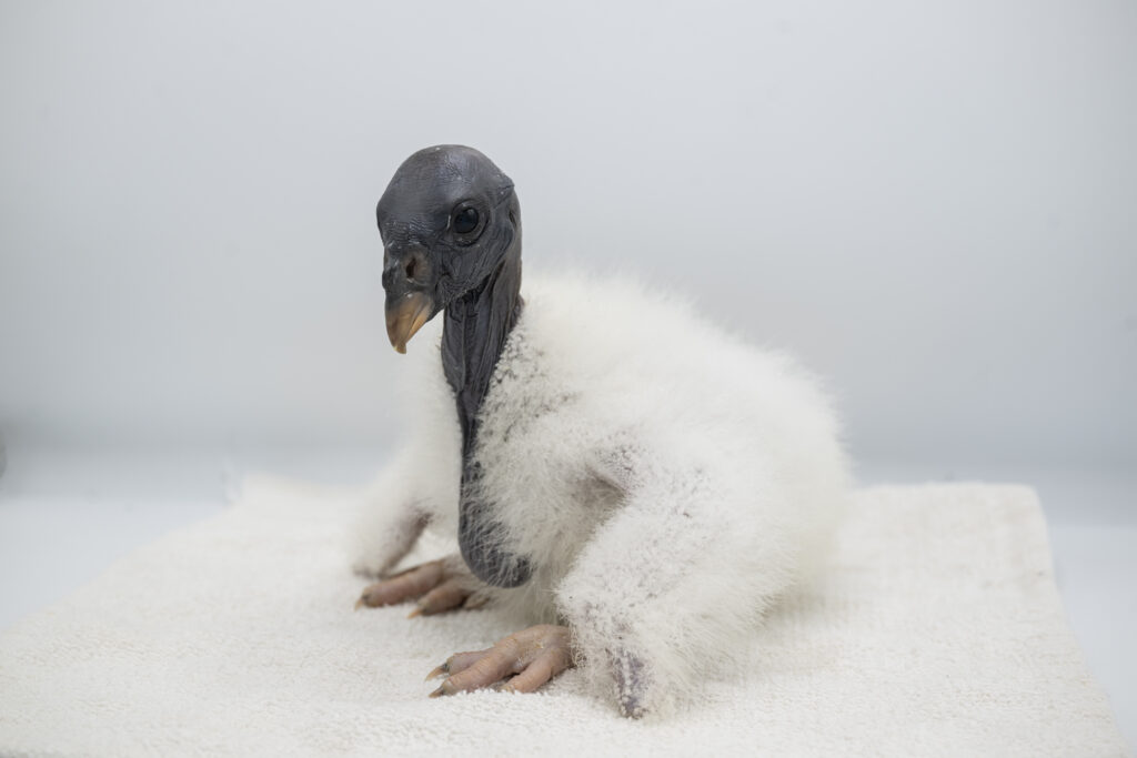 King Vulture Chick. Photo Source: Bronx Zoo