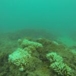 Image. Coral Reef. Photo Source: Scientific Editor (CC BY-NC-SA 2.0)