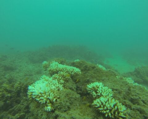 Image. Coral Reef. Photo Source: Scientific Editor (CC BY-NC-SA 2.0)