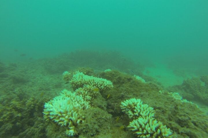 Image. Coral Reef. Photo Source: Scientific Editor (CC BY-NC-SA 2.0)