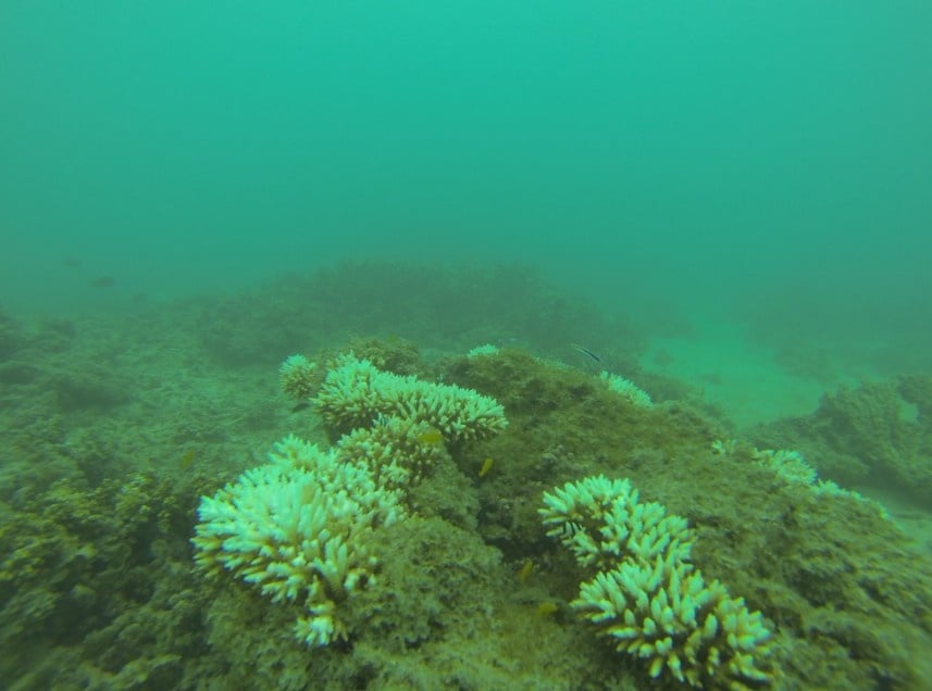 Image. Coral Reef. Photo Source: Scientific Editor (CC BY-NC-SA 2.0)