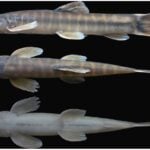 The discovery of a new troglophilic loach species, Schistura densiclava (Teleostei: Nemacheilidae), by Kangkan Sarma of the Department of Zoology, Gauhati University and his team at Krem Mawjumbuin cave in East Khasi Hills, Meghalaya. Photo Source- X.