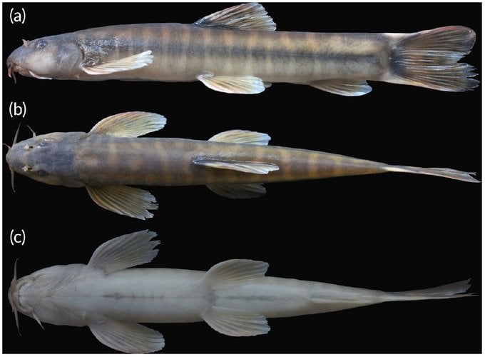 The discovery of a new troglophilic loach species, Schistura densiclava (Teleostei: Nemacheilidae), by Kangkan Sarma of the Department of Zoology, Gauhati University and his team at Krem Mawjumbuin cave in East Khasi Hills, Meghalaya. Photo Source- X.