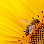 Pollenating Bee. Photo Source: Rawpixel (CC0 1.0)