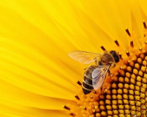 Pollenating Bee. Photo Source: Rawpixel (CC0 1.0)