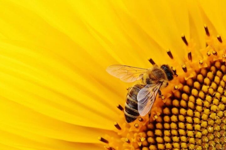 Pollenating Bee. Photo Source: Rawpixel (CC0 1.0)