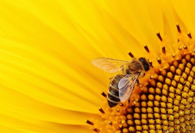 Pollenating Bee. Photo Source: Rawpixel (CC0 1.0)