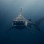 Queensland-Shark