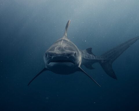 Queensland-Shark