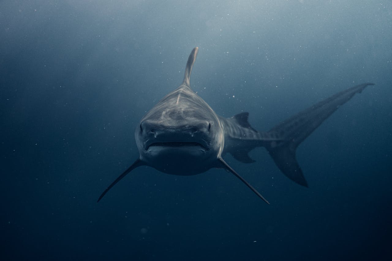 Queensland-Shark