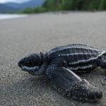 Leatherback turtle. Credit: NOAA Fisheries.