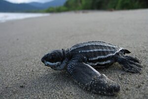 Leatherback turtle. Credit: NOAA Fisheries.