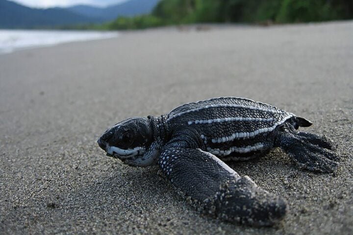 Leatherback turtle. Credit: NOAA Fisheries.