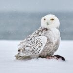 Snowy Owl